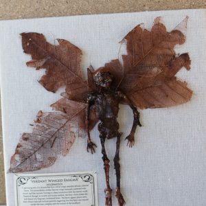 IMG_6195 (Large) Verdant Winged Enigma Mummified Fairy shadowbox