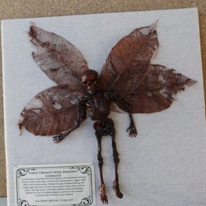 IMG_6197 (Large) Faerie Verdant Wing Remnant Mummified Fairy shadowbox