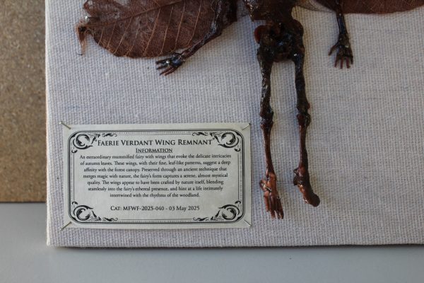Faerie Verdant Wing Remnant Mummified Fairy shadowbox - Image 2