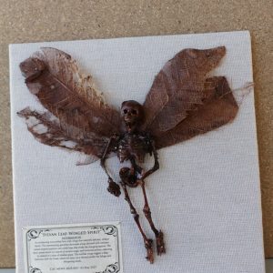IMG_6203 (Large) Sylvan Leaf-Winged Spirit Mummified Fairy shadowbox