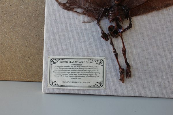 Sylvan Leaf-Winged Spirit Mummified Fairy shadowbox - Image 2